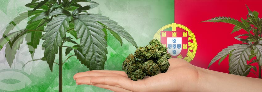  Des Pays Ouverts Au Cannabis : Portugal